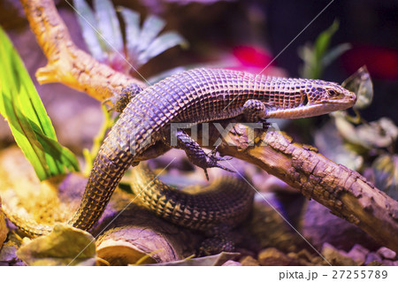 Live wild reptiles lizards shot close-up in nature Live wild reptiles lizards shot close-up in nature 27255789
