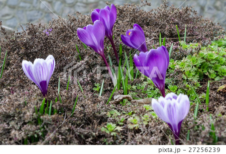 Crocus flower Crocus flower 27256239