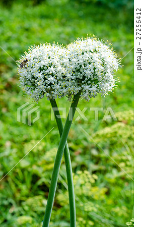 Garlic flowers Garlic flowers 27256412