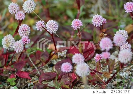 星形の花、ヒメツルソバー3 星形の花、ヒメツルソバー3 27256477