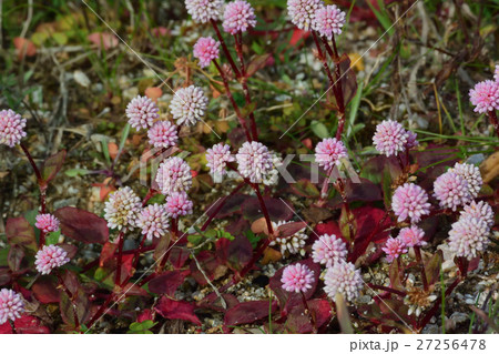 星形の花、ヒメツルソバー3 星形の花、ヒメツルソバー3 27256478