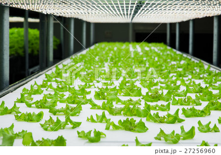 Lettuce in plant factory with controlled lighting Lettuce in plant factory with controlled lighting 27256960