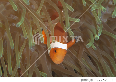 カクレクマノミ 27257111