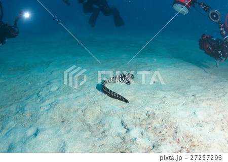 トラフザメの幼魚 27257293