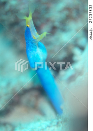 ハナヒゲウツボ ハナヒゲウツボ 27257352