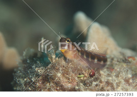 ヒトスジギンポ 27257393