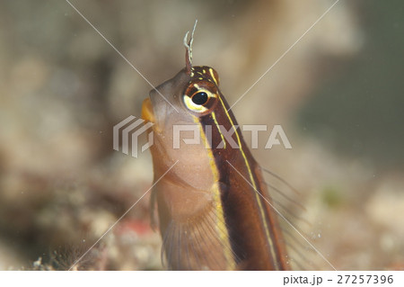 ヒトスジギンポ 27257396