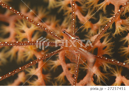 ホシゾラワラエビ 27257451