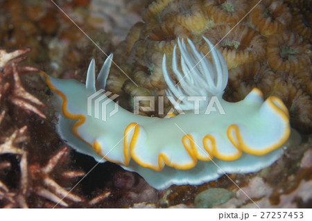 メレンゲウミウシ 27257453