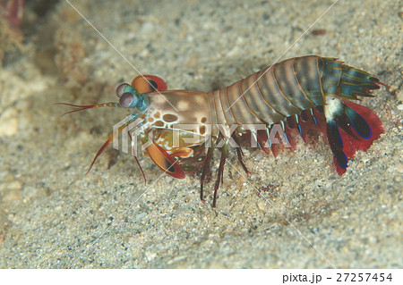 モンハナシャコ 27257454