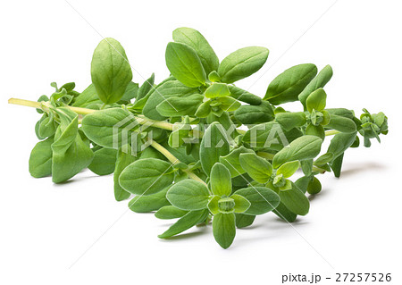 Marjoram (Origanum majorana), paths 27257526