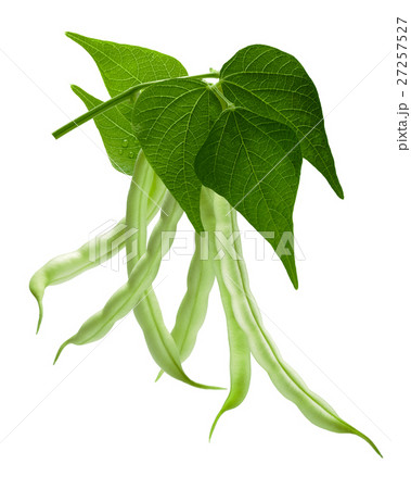 Branch of haricot bean (Phaseolus vulgaris), path Branch of haricot bean (Phaseolus vulgaris), path 27257527