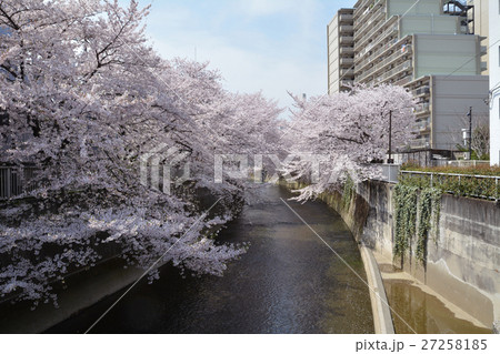 神田川の桜02 神田川の桜02 27258185