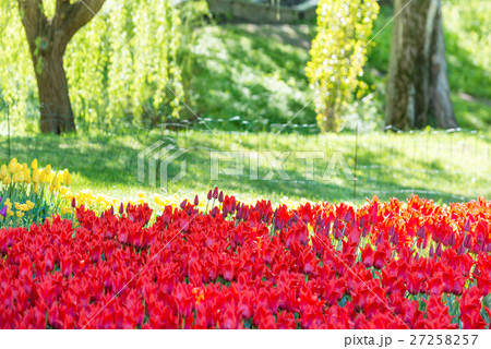 Garden with many red tulips 27258257