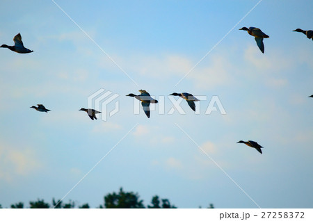 鴨の飛翔 27258372