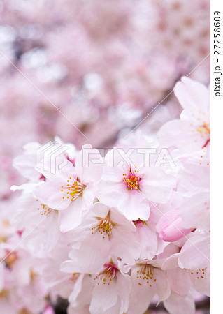綺麗な満開の桜の花の写真素材