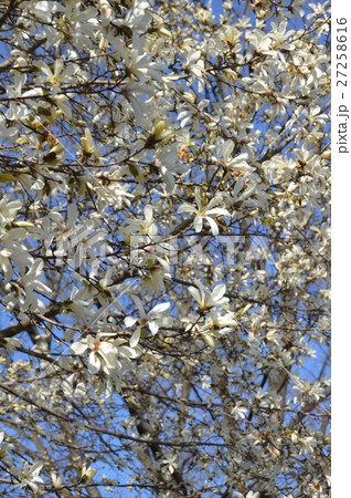 モクレンの白い花(小金井公園/東京都小平市) モクレンの白い花(小金井公園/東京都小平市) 27258616