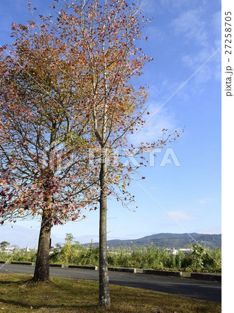 アメリカフウの紅葉 27258705