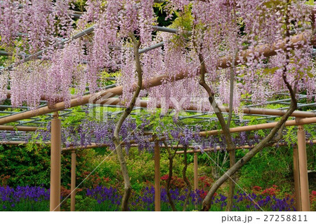 はままつフラワーパークのフジ棚とアヤメ はままつフラワーパークのフジ棚とアヤメ 27258811