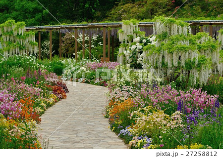 はままつフラワーパークの白フジとフラワーガーデン はままつフラワーパークの白フジとフラワーガーデン 27258812