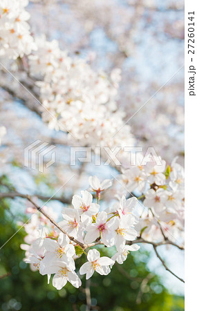 さくらの季節の写真素材