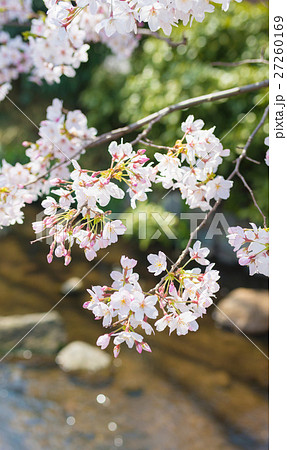 さくらの季節 27260169