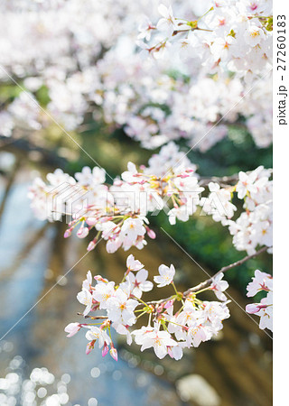 さくらの季節の写真素材