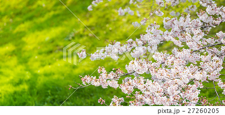 さくらの季節の写真素材