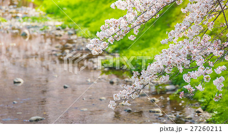 さくらの季節 27260211