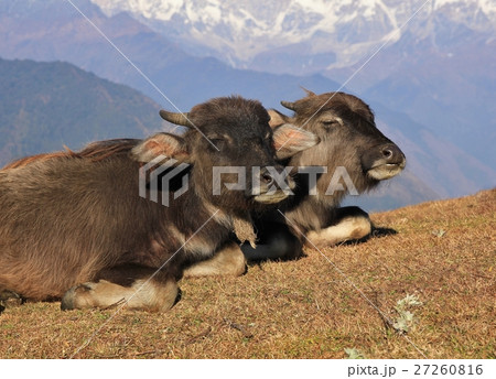 Buffalo friends resting together 27260816