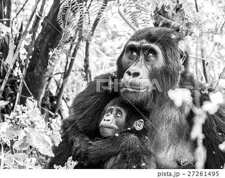 Mountain gorilla family - baby with mother in the Mountain gorilla family - baby with mother in the 27261495