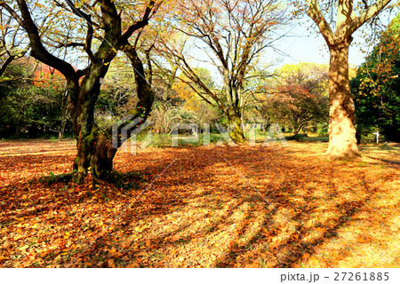 小石川植物園の落ち葉の絨毯(11月)東京都文京区 小石川植物園の落ち葉の絨毯(11月)東京都文京区 27261885