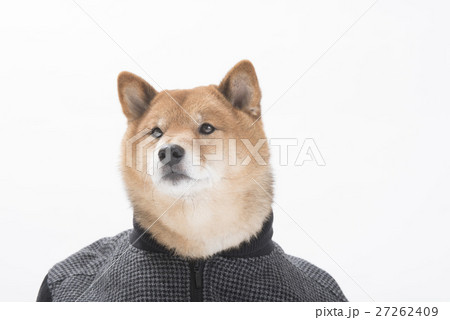 カッコいい柴犬の写真素材