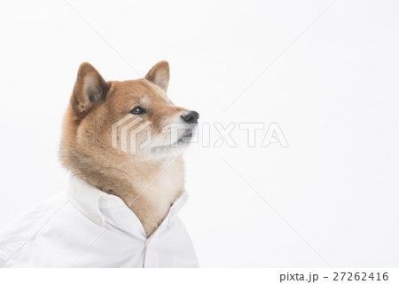白シャツの柴犬 白シャツの柴犬 27262416