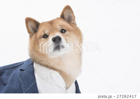 ジャケットを着る柴犬 27262417