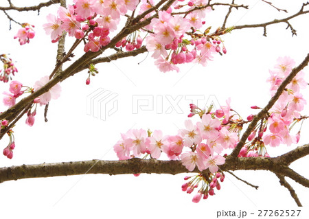 桜（思川桜） 27262527