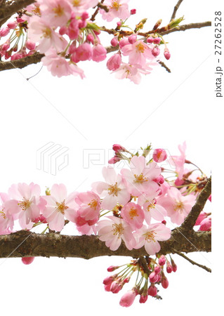 桜（思川桜） 27262528