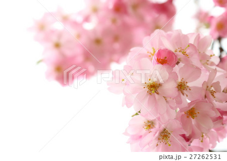 桜（思川桜） 27262531