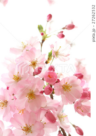 桜（思川桜） 27262532