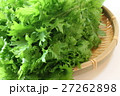 わさび菜 27262898