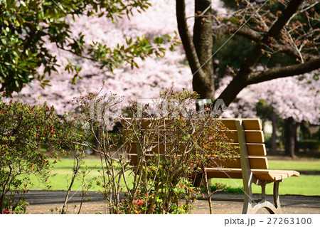 練馬区　夏の雲公園の桜 27263100