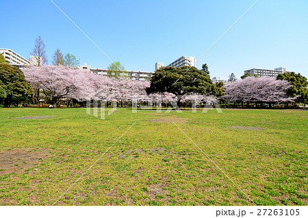 練馬区 夏の雲公園の桜の写真素材