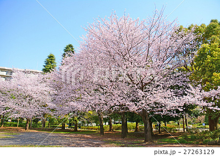 練馬区　夏の雲公園の桜 27263129