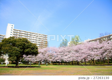 練馬区 夏の雲公園の桜の写真素材