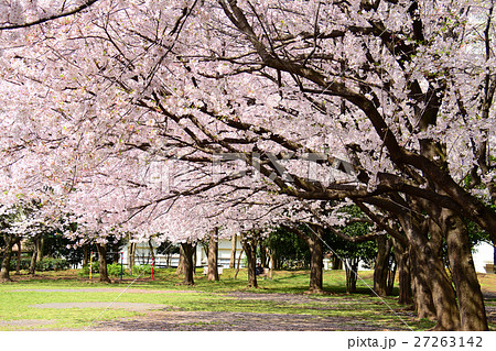 練馬区 夏の雲公園の桜 練馬区 夏の雲公園の桜 27263142