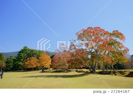 奈良公園・ナンキンハゼの紅葉 27264167
