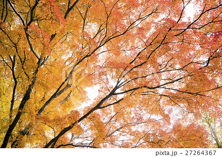 山中湖畔のオレンジ色のカエデの紅葉 27264367