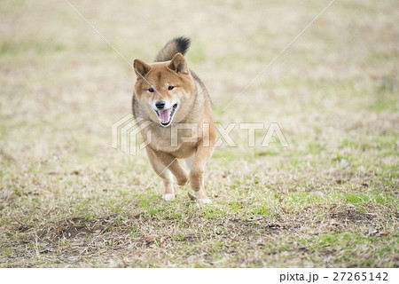 走る柴犬の写真素材