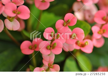 ピンク色のハナキリン 27265250