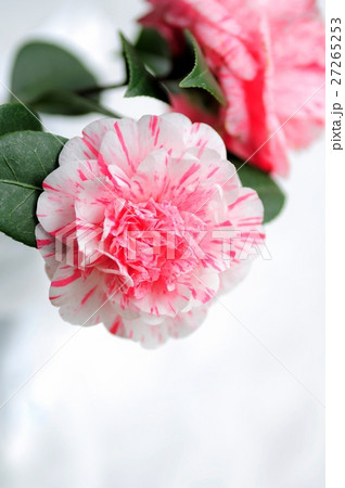 しぼりの椿 27265253